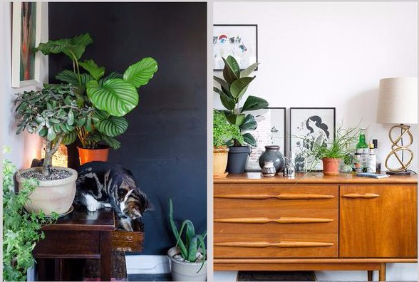 urban-jungle-bloggers-book-living-and-styling-with-plants-the-future-kept-3_grande